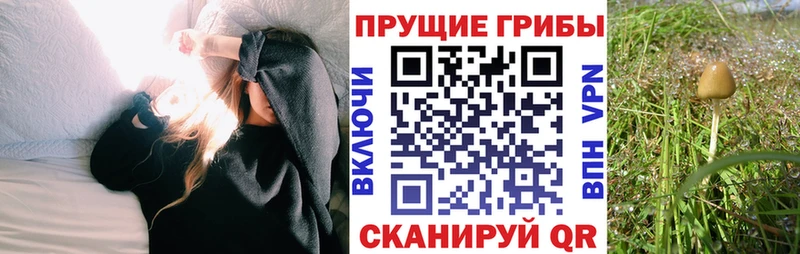 Псилоцибиновые грибы MAGIC MUSHROOMS  закладки  кракен tor  Сосновка 